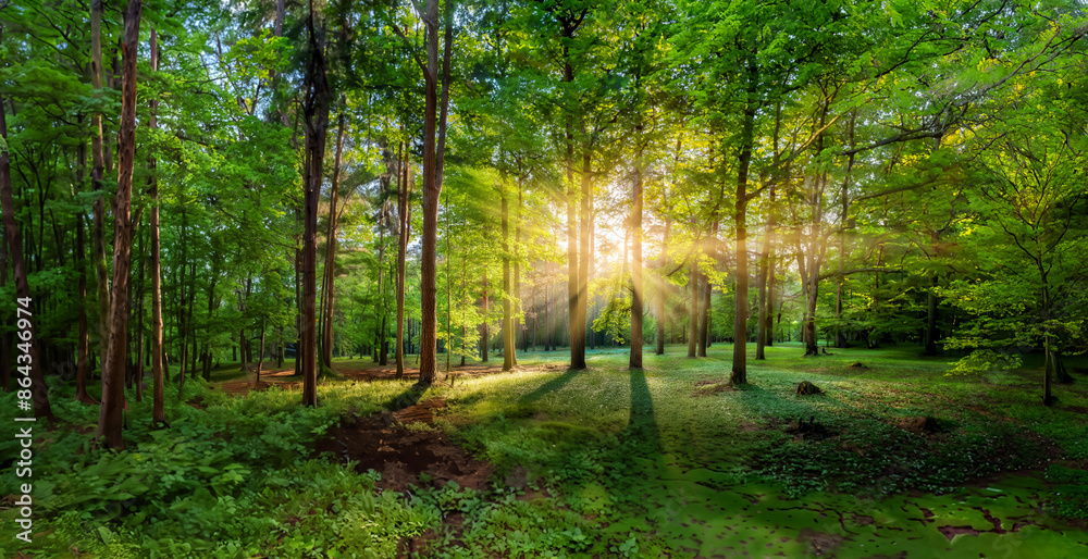 Fototapeta premium Morning sunrise in the beautiful green forest