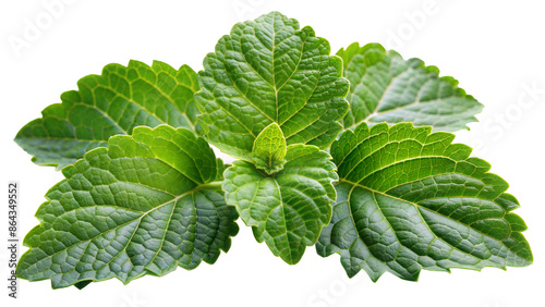 Fresh patchouli leaves on a transparent background