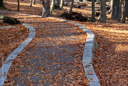 A winding, curved pathway in an autumn forest, covered with fallen leaves, this image evokes a feeling of peacefulness and the timeless beauty of the autumn season in Montseny in Barcelona