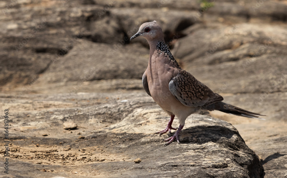 Spotted dove on the rock at Panna Tiger Reserve , Madhya Pradesh, India Spotted dove on the rock at Panna Tiger Reserve , Madhya Pradesh, India