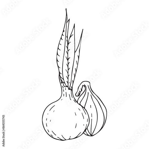 Onion sketch. Hand drawn Onion outline illustration. Black and white vector drawing. Onion isolated on white background. Vector illustration. Onion line art drawing.
