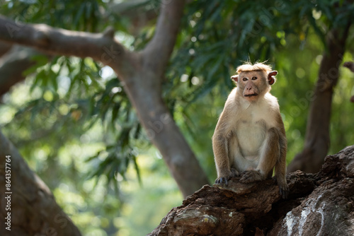 A single monkey on a tree branch
