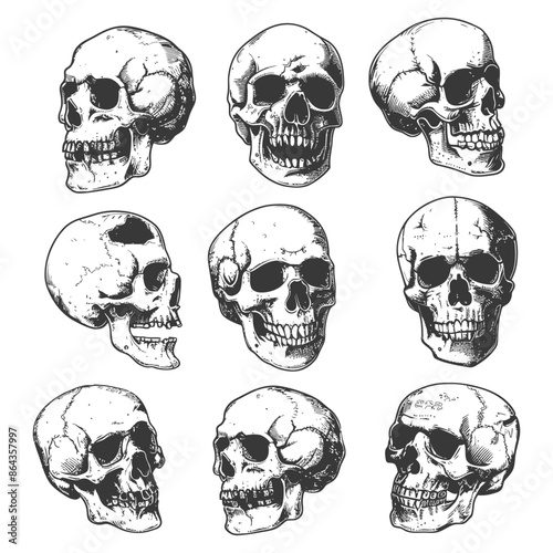 Anatomical Skull Study: Vintage Engraved Illustrations, Nine Human Skulls Collection.