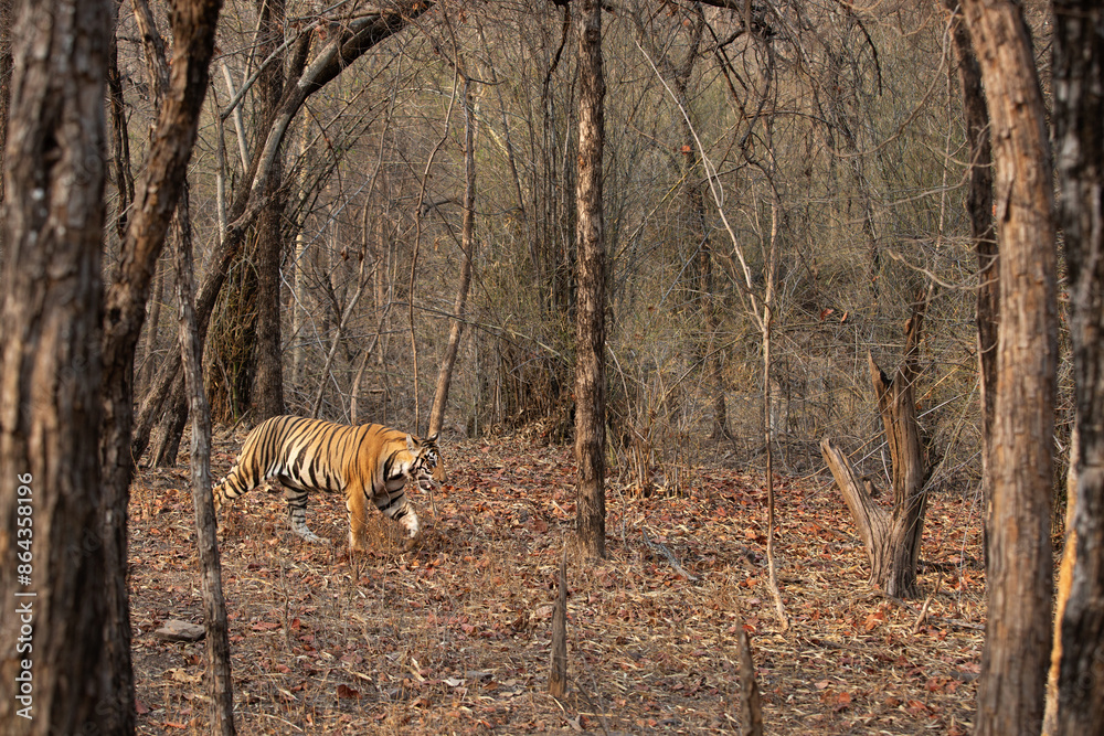 A tiger walking in the forest of Panna Tiger Reserve, Madhya pradesh, India A tiger walking in the forest of Panna Tiger Reserve, Madhya pradesh, India