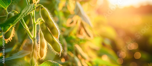 soy garden agriculture