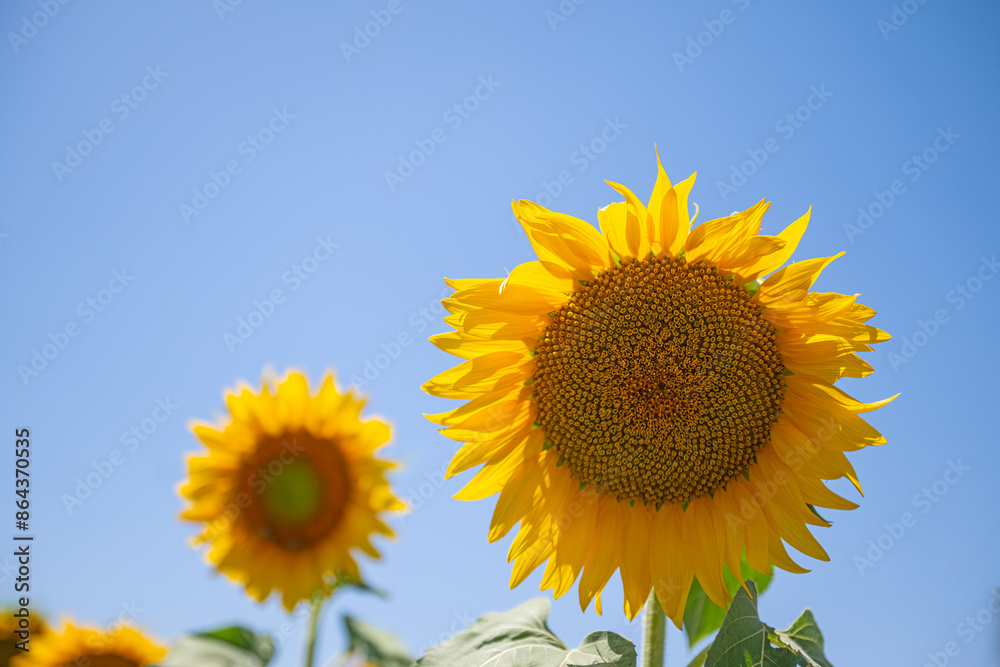 Yellow sunflowers growing in the field. Blue sky background. Agricultural crops. Yellow sunflowers growing in the field. Blue sky background. Agricultural crops.