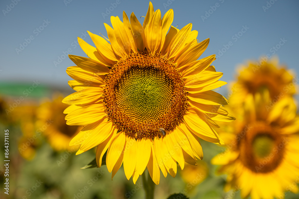close up view of beautiful yellow sunflower with blurred background close up view of beautiful yellow sunflower with blurred background