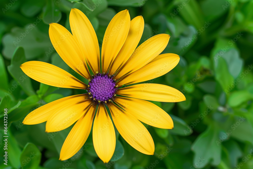 Yellow Flower with Purple Center in Lush Green Garden Foliage Yellow Flower with Purple Center in Lush Green Garden Foliage