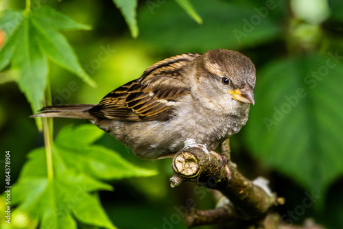 Closeup of female house sparrow (passer domesticus) sitting on bush branch