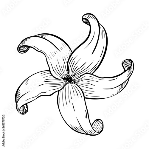 Vector illustration with Papaya Flower or Lily in line art style on isolated backgrounds. Linear botanical drawing of plumeria or frangipani for spa salon. Black outline for greeting cards.