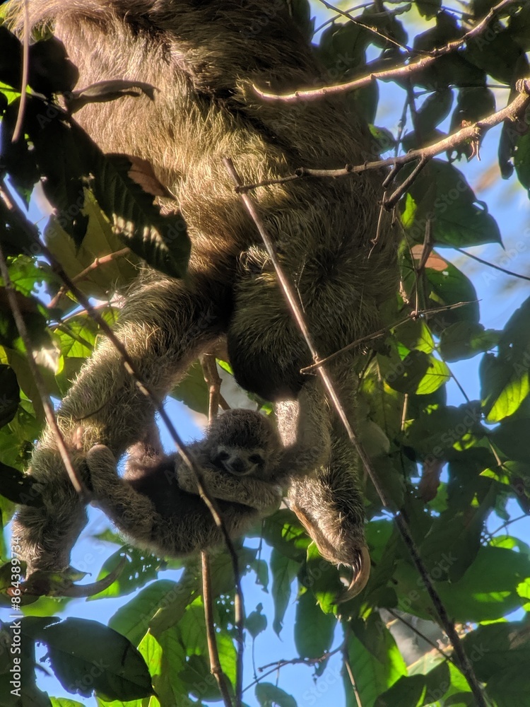 Fototapeta premium Mama and baby sloth