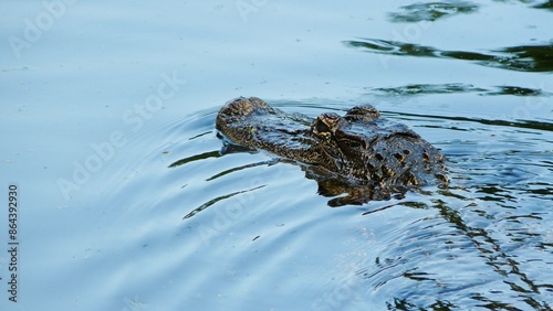 Alligators in the swamps of New Orleans, Louisiana, United States