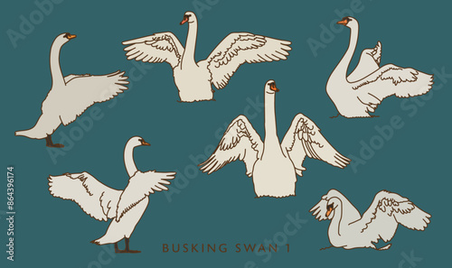 Busking Swan Illustration - Color Version