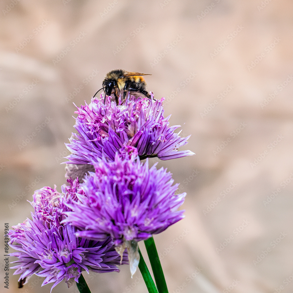 Bumblebee gathering pollen from a pink chive flowerhead. Bumblebee gathering pollen from a pink chive flowerhead.