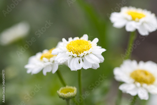 Fototapeta Naklejka Na Ścianę i Meble -  white flowers, white blossoms, close up of a white flower, beautiful fewerfew, white flower looks like daisies