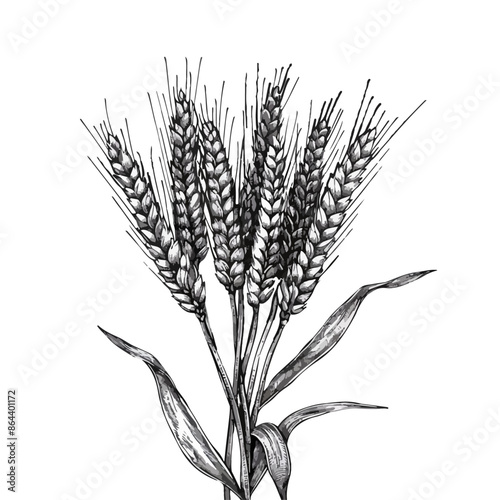 Hand drawn wheat illustration. Hand drawn rye in vintage engraving style. Farm organic food concept.  Vector illustration for agricultural, botanical, and natural design