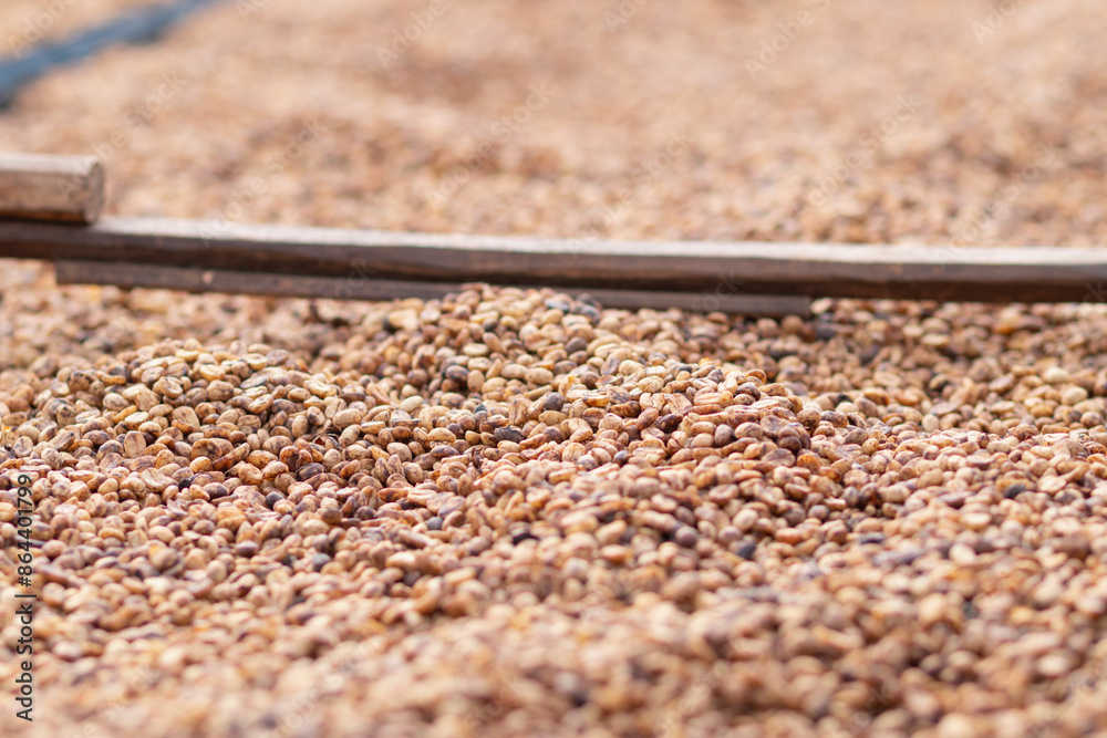 Farmers harvest coffee beans and dry them in the sun to reduce moisture in the coffee beans and wait for sorting to enter the coffee roasting process to meet the required standards before exporting.