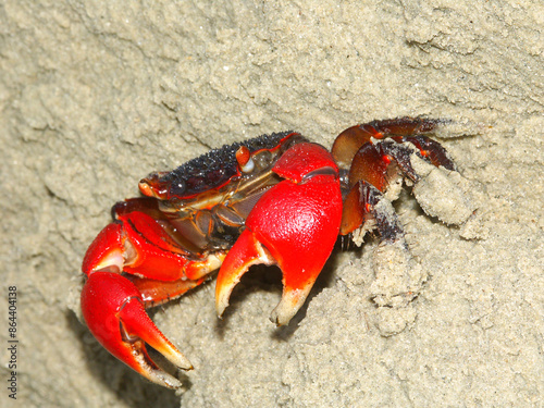 Mangrove Crab on the beach of Queensland Australia