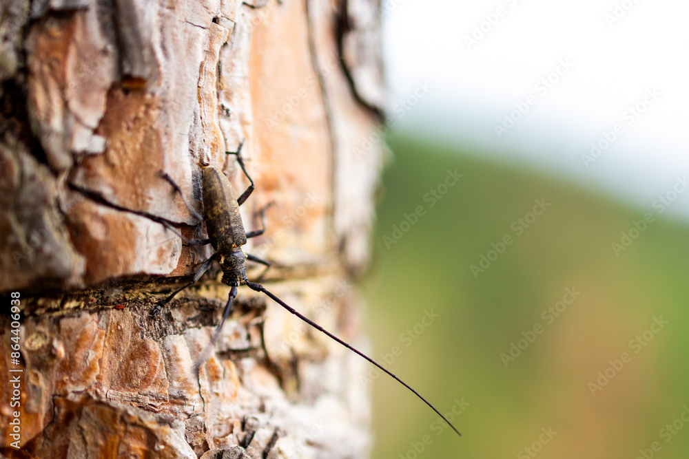 The beetle is sitting on the trunk of a tree