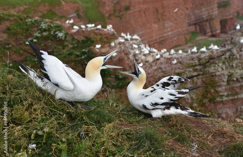 Basstölpel streiten auf Helgoland photo