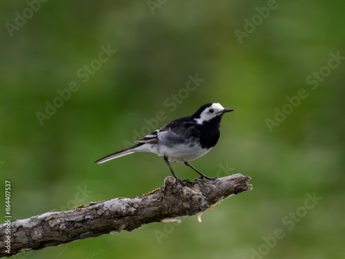 British Wagtail