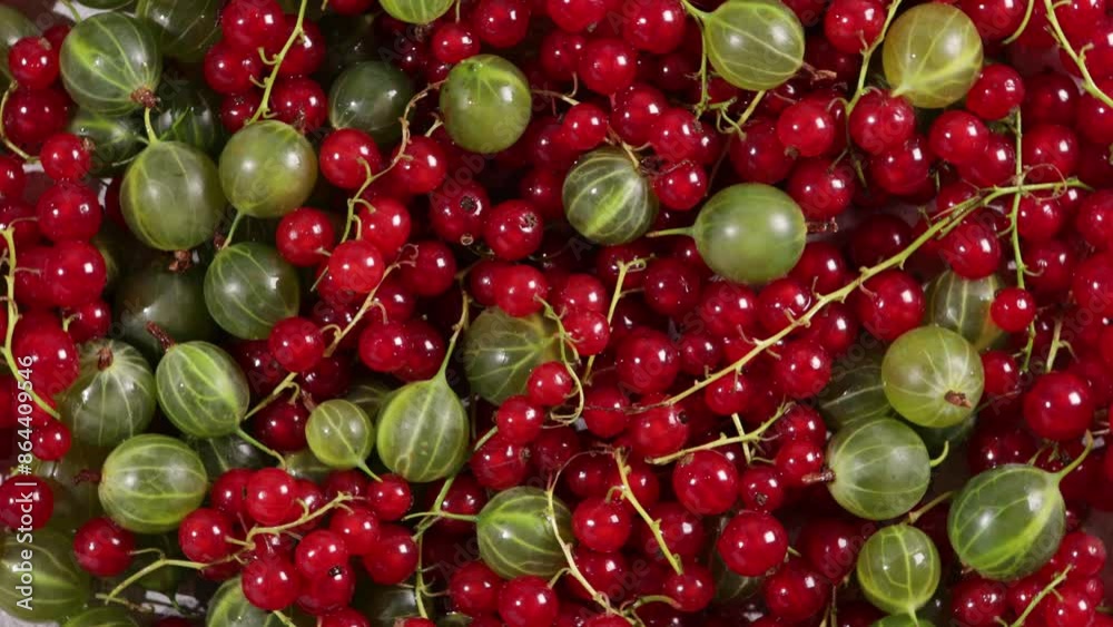 fresh harvest of gooseberry and red currant background summer food fresh harvest of gooseberry and red currant background summer food