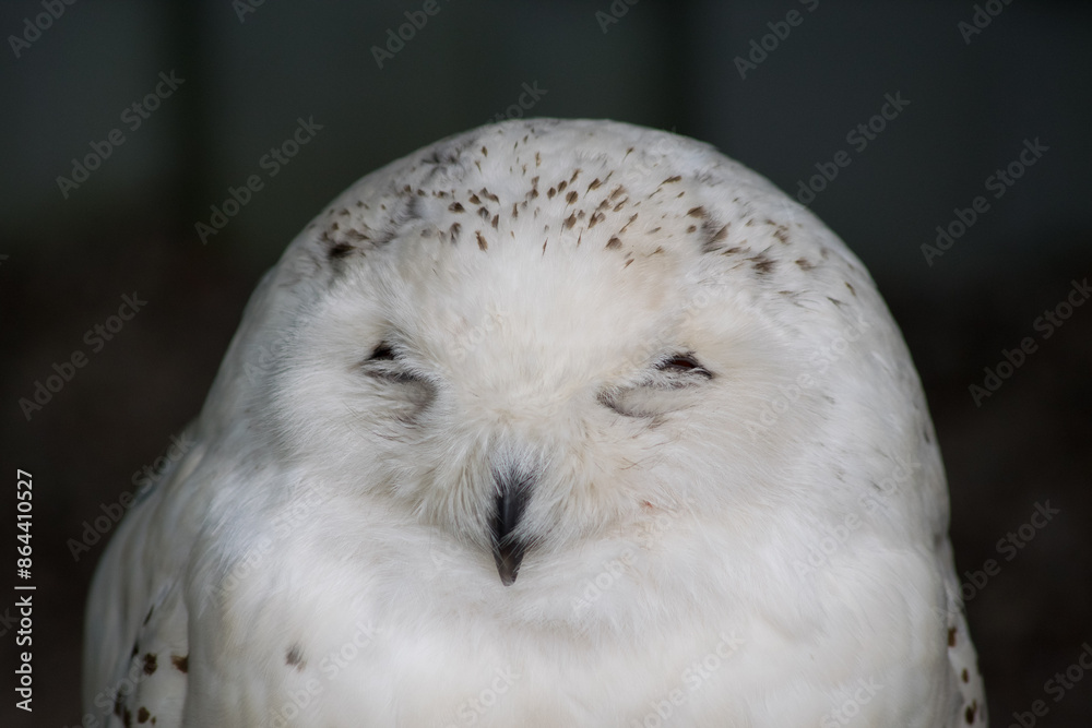 Fototapeta premium snow owl