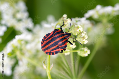 Italian striped bug - Graphosoma italicum, beautiful colored bug from European meadows and grasslands, Czech Republic. photo