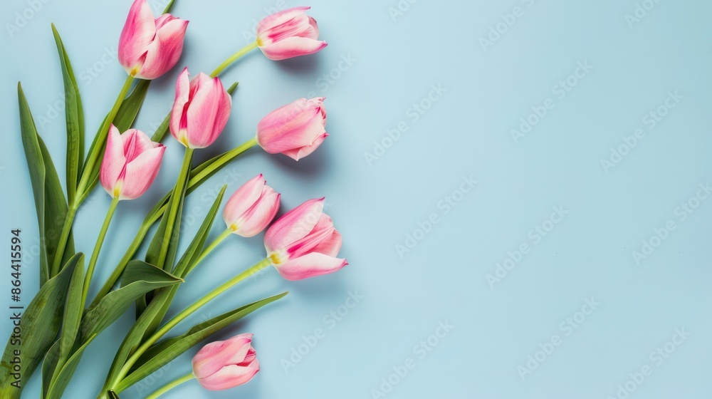 Pink Tulips on a Blue Background Pink Tulips on a Blue Background