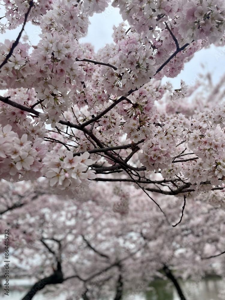 Spring Cherry Blossom Tress Pink Washington DC Monuments Mall Spring Cherry Blossom Tress Pink Washington DC Monuments Mall