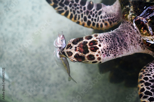 Hawksbill turtle is eating fish in a tank. photo