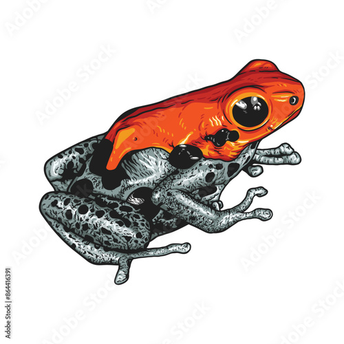 Poison dart frog crouching in colorful illustration
