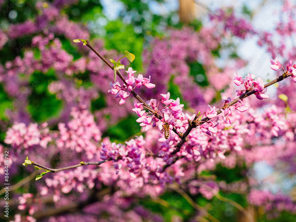 A bee pollinates the pink flowers of Cercis canadensis on a branch in close-up A bee pollinates the pink flowers of Cercis canadensis on a branch in close-up