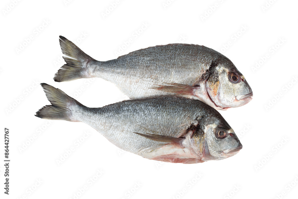 Two scaled dorado fish on white background. Two scaled dorado fish on white background.