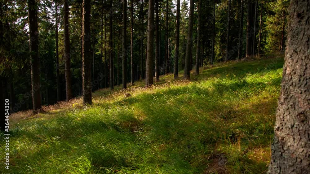 Timelapse moving forward in a pine forest at the end of a warm afternoon Timelapse moving forward in a pine forest at the end of a warm afternoon