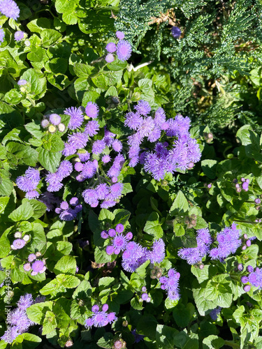 Gauston's ageratum in summer, backgroundGauston's ageratum in summer, background