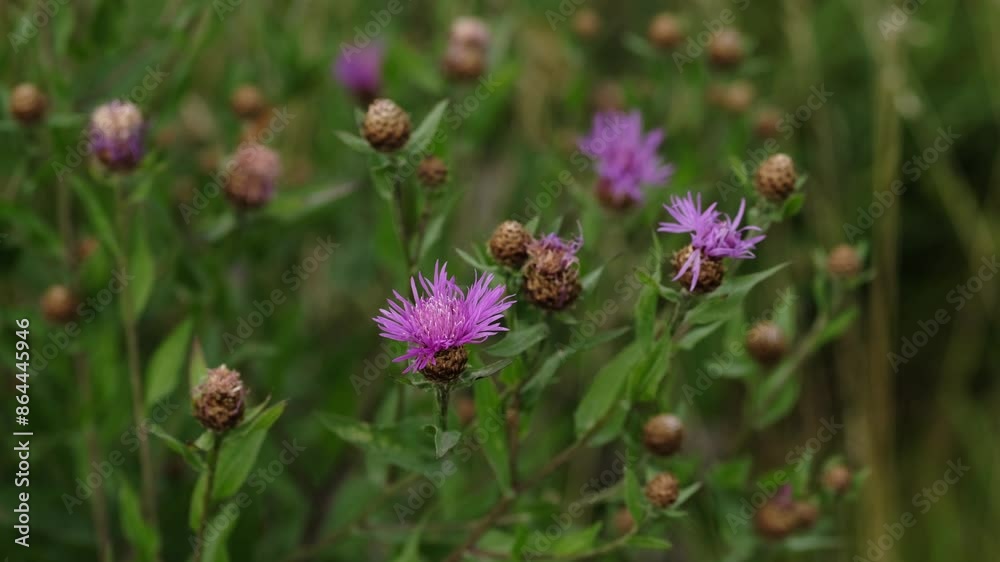 Blooming brown knapweed (Centaurea jacea) in the meadow. Purple flower brown knapweed. Blooming brown knapweed (Centaurea jacea) in the meadow. Purple flower brown knapweed.