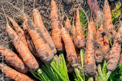 Group of dirty orange colored carrots with green foliage freshly digged from vegetable bed on bright sunlighr. Countryside garden, cultivation and harvesting eco organic vegetables. photo