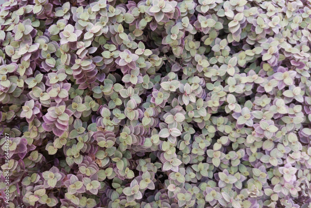 Botanical natural grass background with green leaves, copy space.Pattern for design. Callisia repens Botanical natural grass background with green leaves, copy space.Pattern for design. Callisia repens