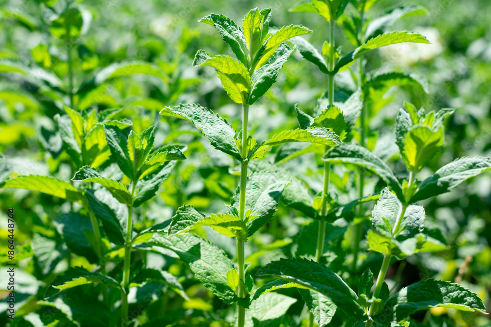 Green fresh peppermint plant bush is growing in countryside garden on summer sunlight. Harvesting and increasing medical herbs and aromatic seasoning Green fresh peppermint plant bush is growing in countryside garden on summer sunlight. Harvesting and increasing medical herbs and aromatic seasoning