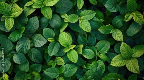 Green leaves background in a creative flat lay design