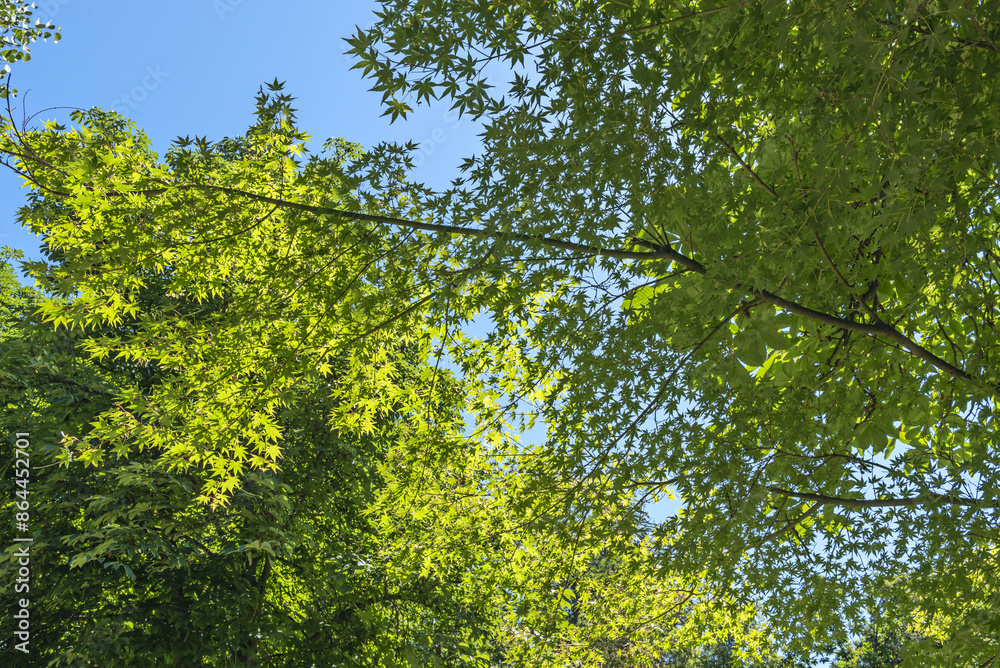 Fototapeta premium The trunk is the main part of the tree, providing structural support and transporting water and nutrients from the roots to the leaves