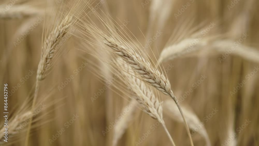 Сlose-up video of wheat field, ears of wheat swaying in slow motion, gentle wind. Agriculture industry. Ecologically clean wheat grain grown on fertile land. Сlose-up video of wheat field, ears of wheat swaying in slow motion, gentle wind. Agriculture industry. Ecologically clean wheat grain grown on fertile land.
