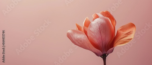 Three Delicate Pink Flower Petals on Peach Background