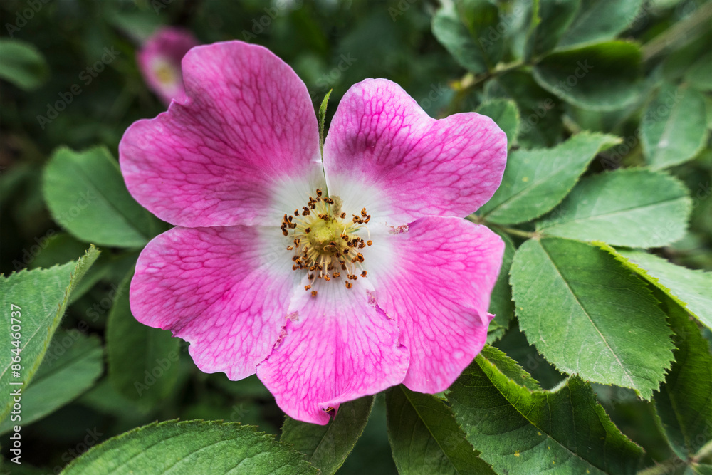 Flower of the dog rose, Rosa canina, flowering in the UK Flower of the dog rose, Rosa canina, flowering in the UK