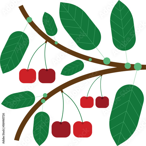 Cherry vector illustration