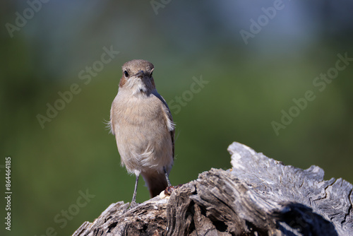 Canvas Print familiar chat on a dead tree trunk