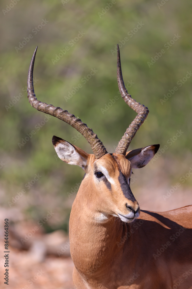 portrait image of a male impala antelope portrait image of a male impala antelope
