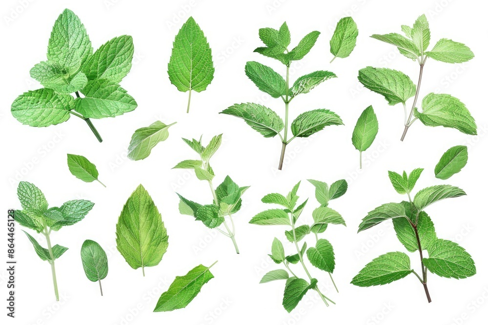 Close-up shot of a collection of green leaves on a white background, perfect for botanical or nature-inspired designs Close-up shot of a collection of green leaves on a white background, perfect for botanical or nature-inspired designs