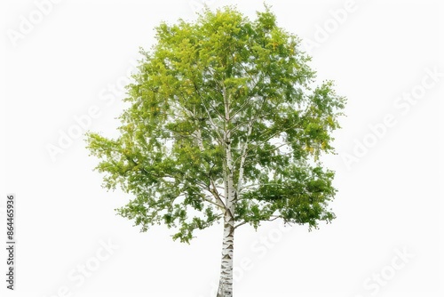 A poplar tree with its tall, slender trunk against a pure white background